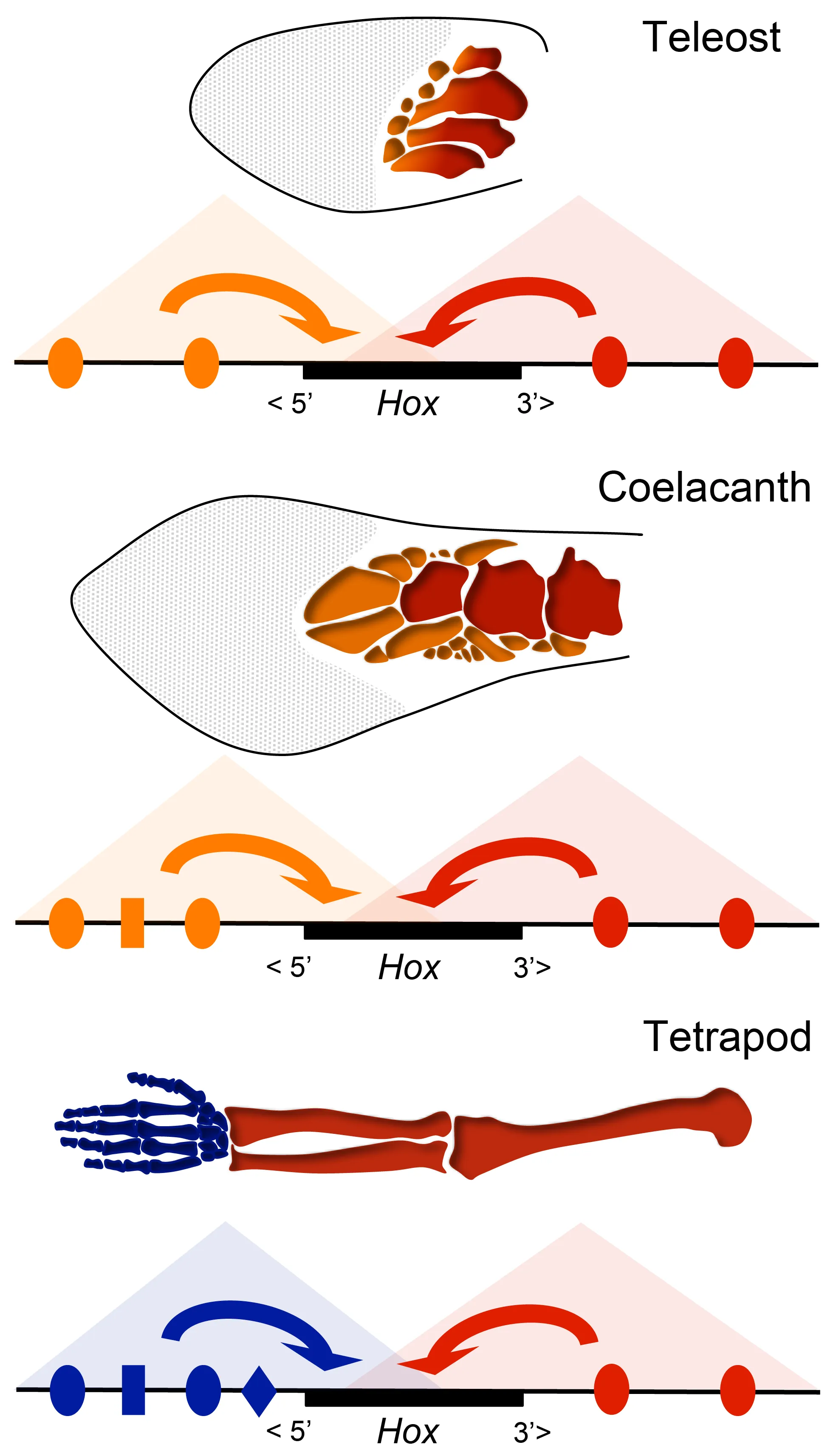 Results of Hox Genes after Development.