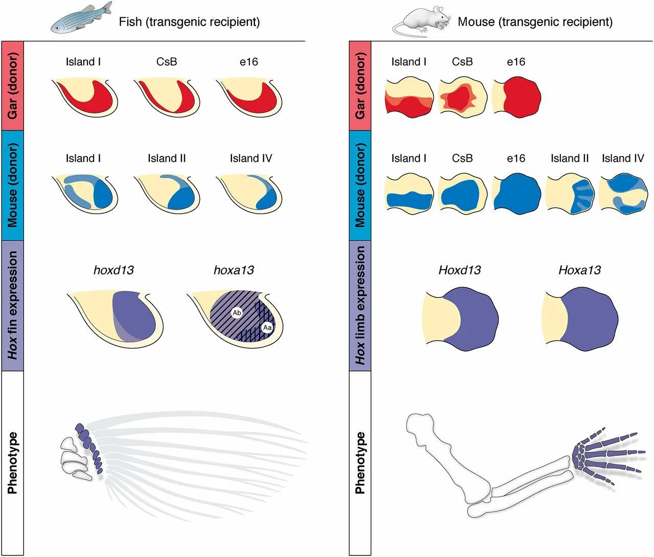 Results of Transplantation of Enhancers.