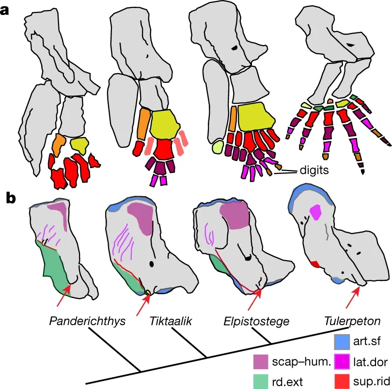 Comparative Anatomy Cladogram.