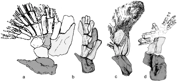 Comparison of Multiple Fins to a Limb.