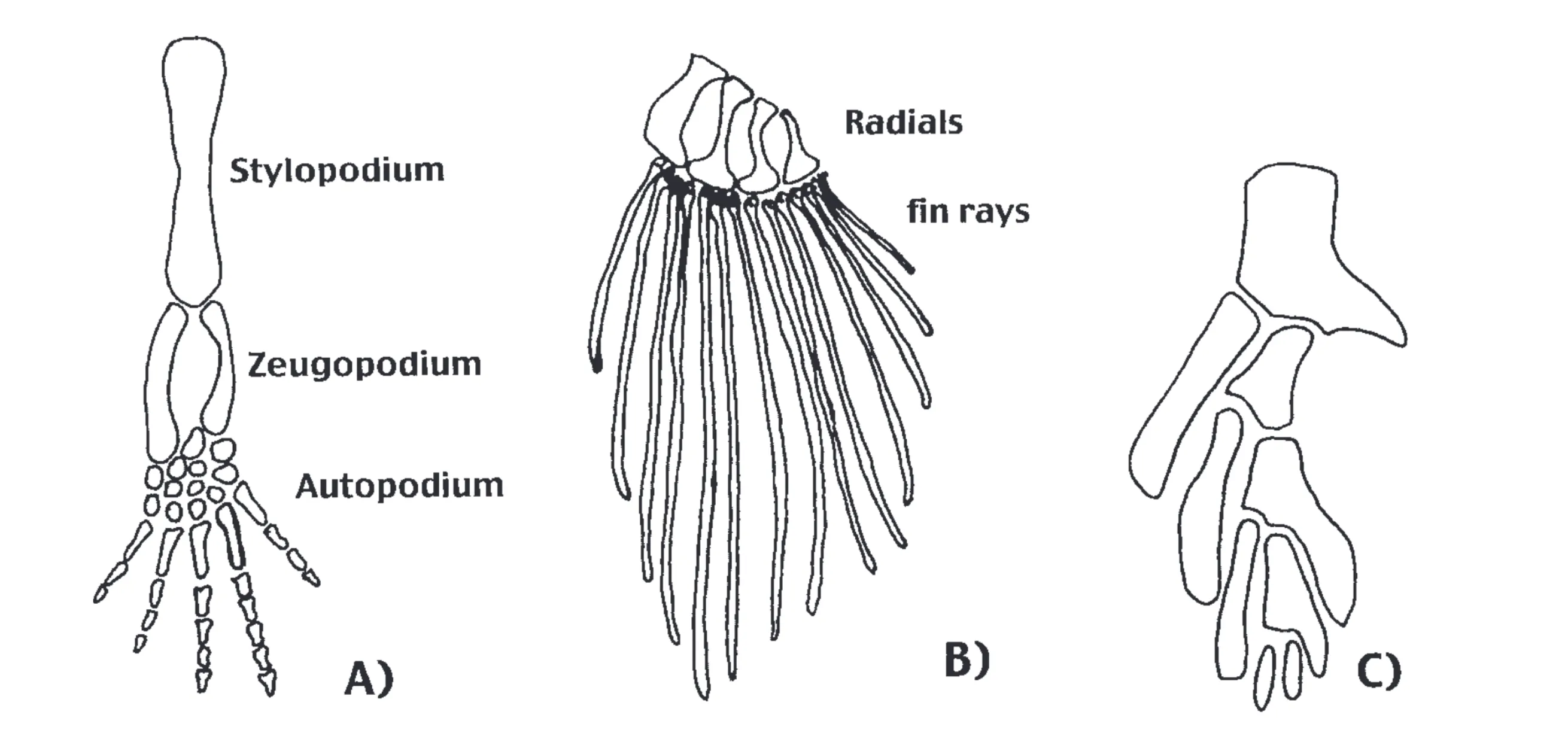 Comparison of a Limb to a Fin to an Intermediate.