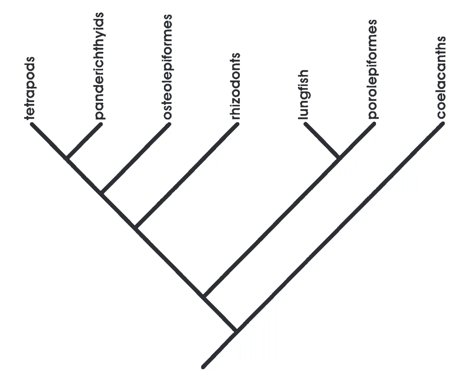 Cladogram 1.