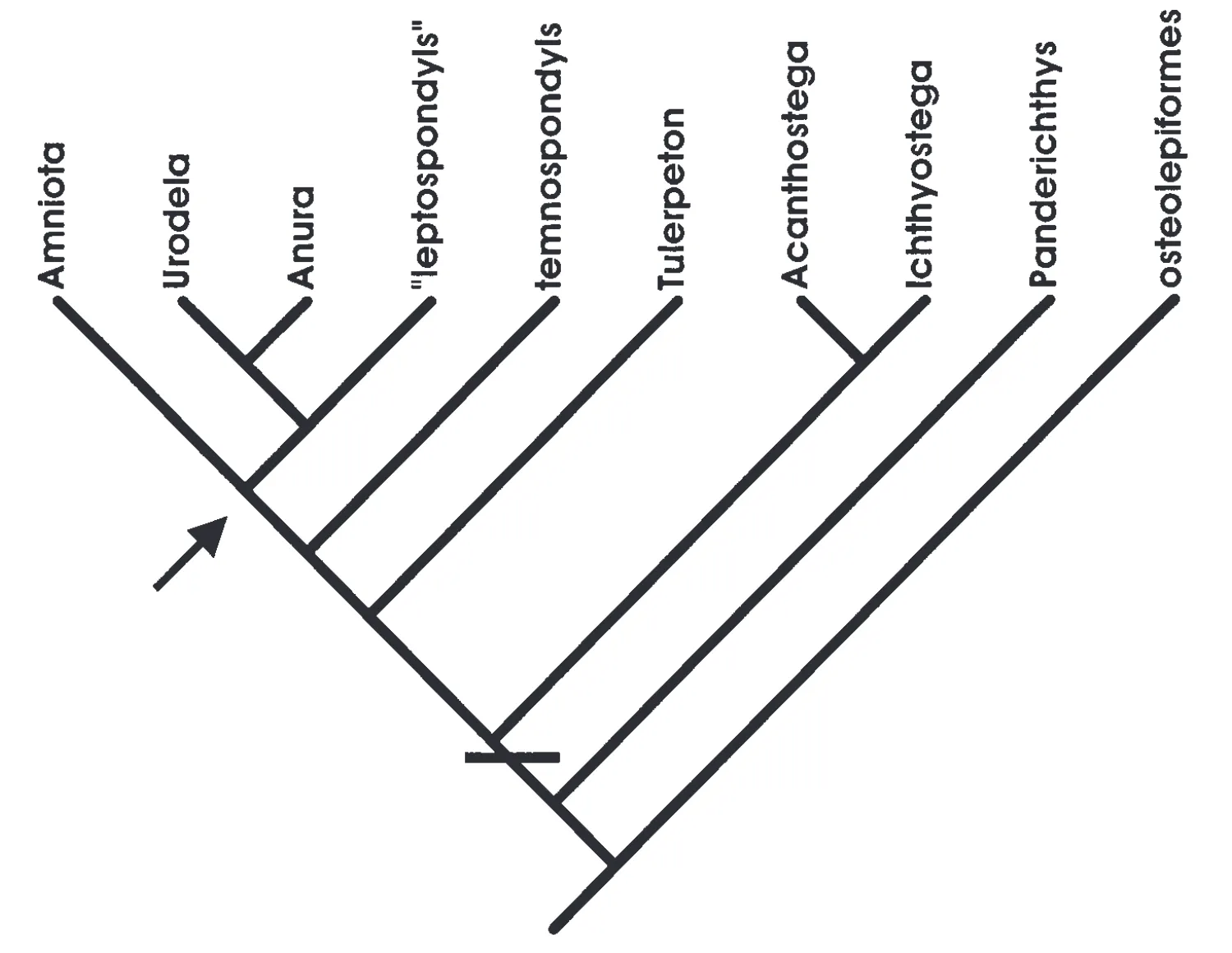 Cladogram 2.